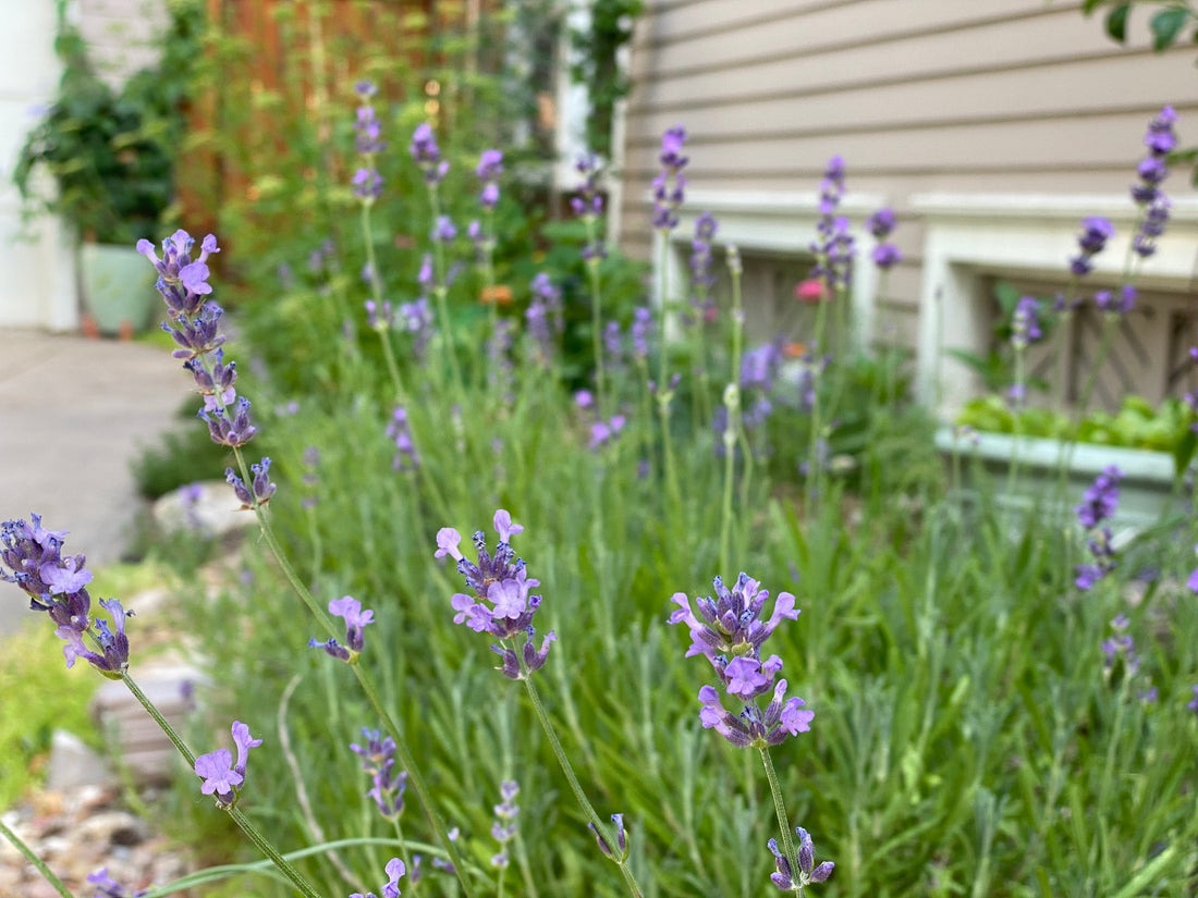 Perennial herbs from seed