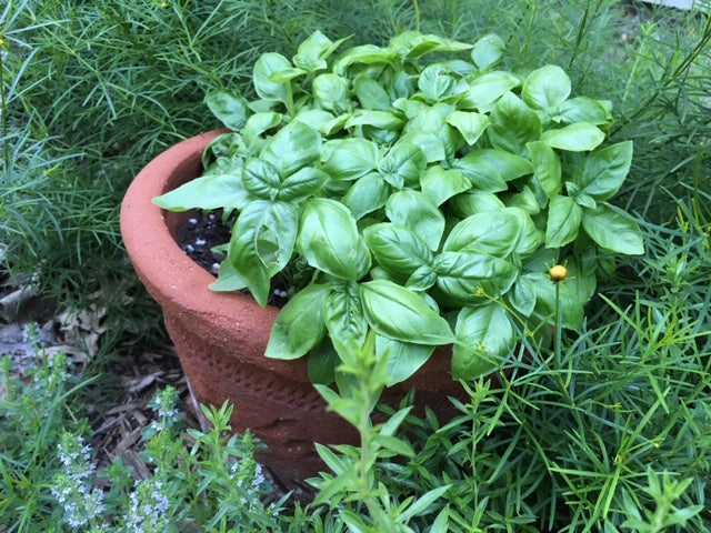 The quickest way to grow basil