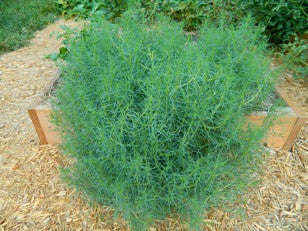 One agretti plant in a raised bed in our garden, summer 2012.  Raised bed is 4 feet across.