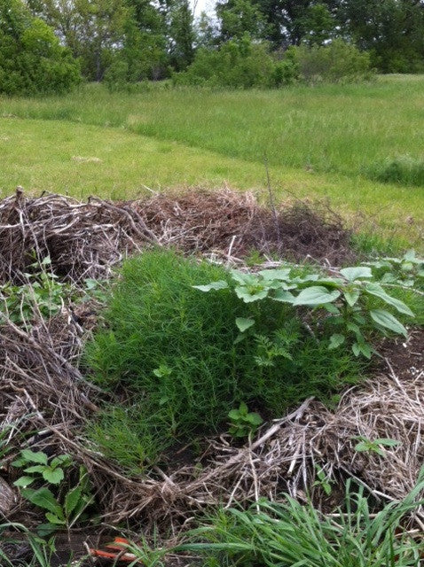 Agretti in the Compost Pile!