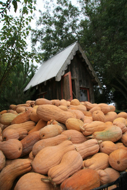 Fall Harvest - Butternut Rugosa - Mariquita Farm