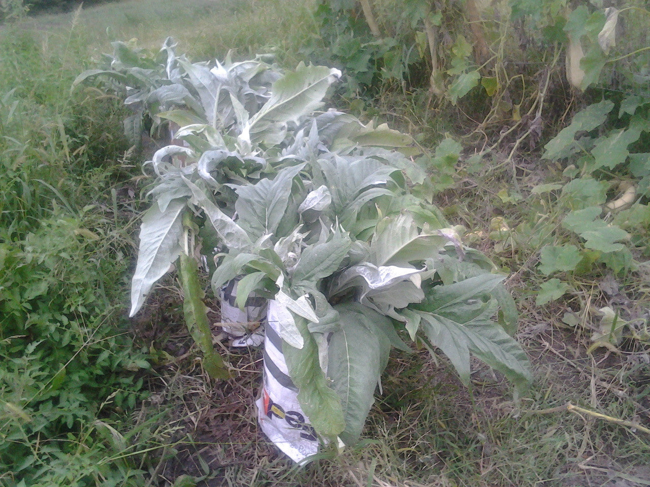 Cardoon can be blanched by tying up the plants and covering with a sack or burlap.