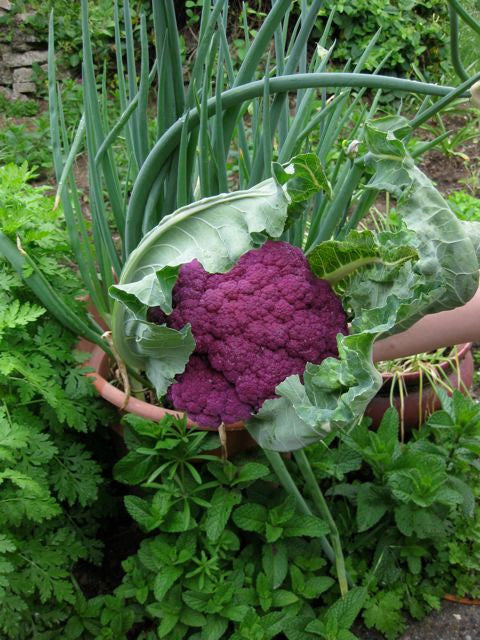 A photo of cauliflower violetta sent in by a customer in California.