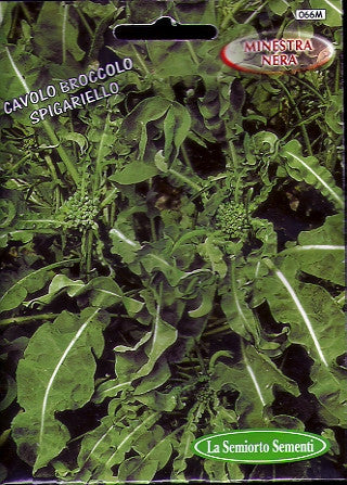 Cavolo Broccolo Spigariello Foglio Liscia (25-91)