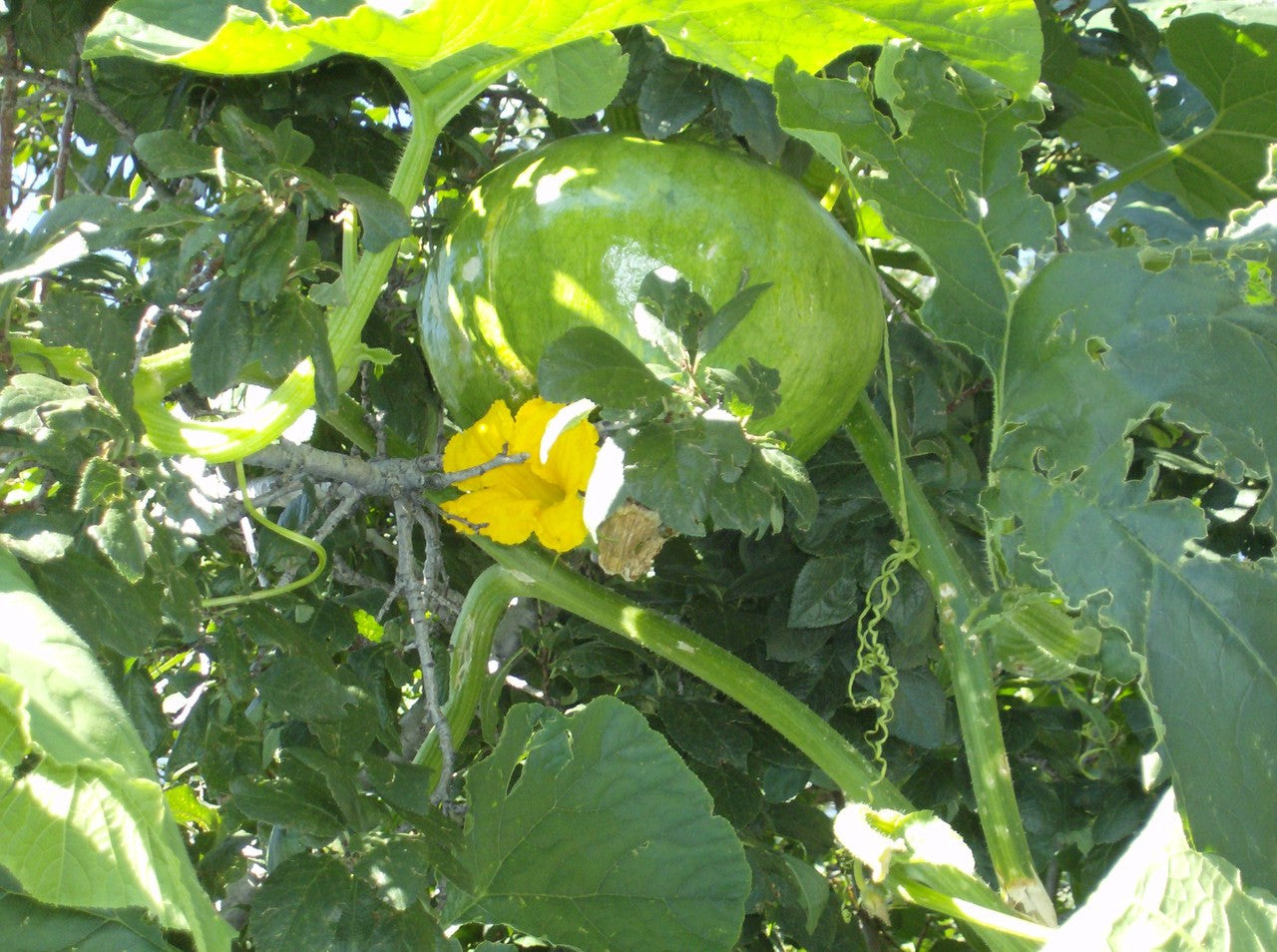 Here is the Marina di Chioggia which climbed a tree in his back yard