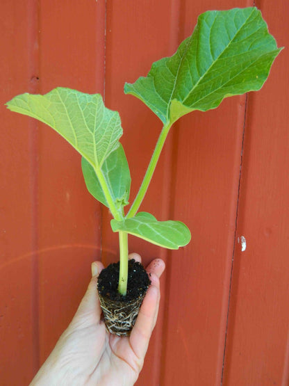 A Serpent of Sicily plant ready to be set out in the garden.