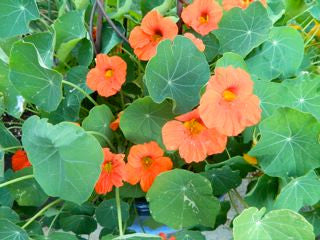 Nasturtium Climbing (340-2)