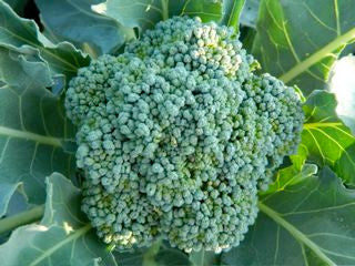 Broccoli - Ramoso Calabrese (25-23)