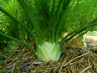 Fennel Montavano in the garden ready for harvest.