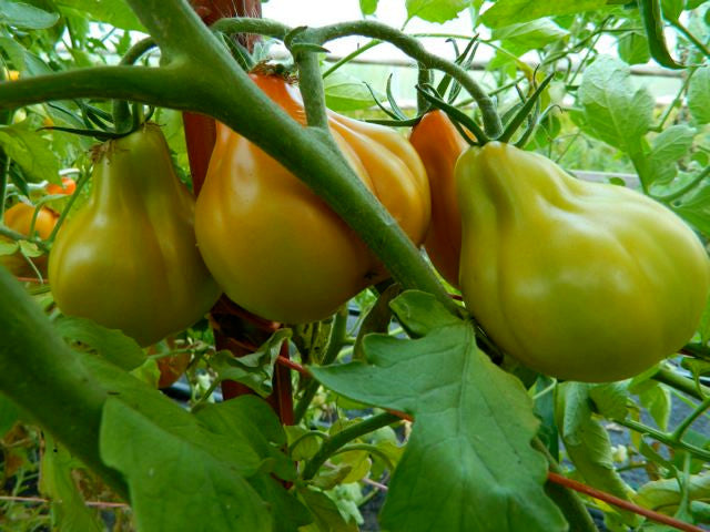 Red Pear bears lots of tomatoes even in hot summers.