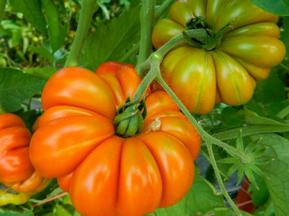 Tomato Costoluto Fiorentino (106-18)