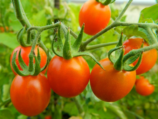 Red Cherry tomatoes ready to pick.