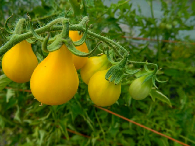 Yellow Pear tomatoes grow on trusses of about six fruits, making them easy to pick.