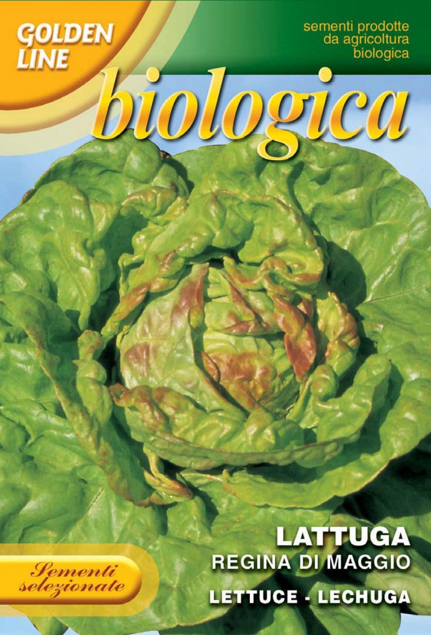 Lettuce Regina di Maggio -- Certified Organic (79-1B)