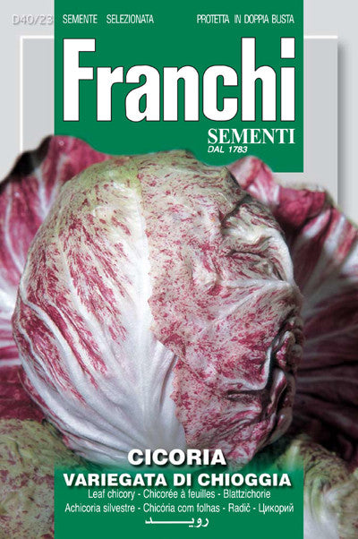 Radicchio di Chioggia (40-23)