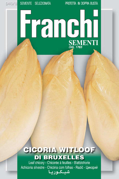 Chicory Witloof Belgian Endive (40-8)