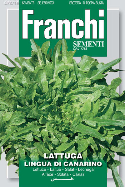 Lettuce Lingua di Canarino (78-19)