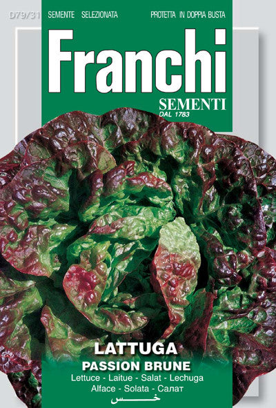 Lettuce Passion Brune (79-31)