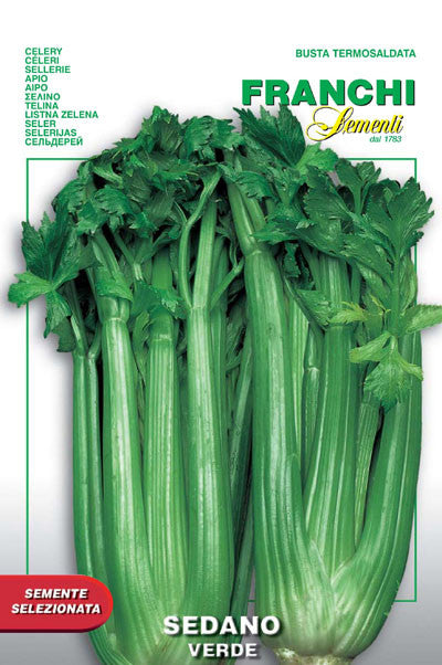 Celery Verde Pascal (124-6)