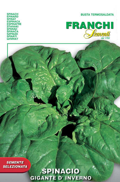 Spinach Gigante d'Inverno (127-9)