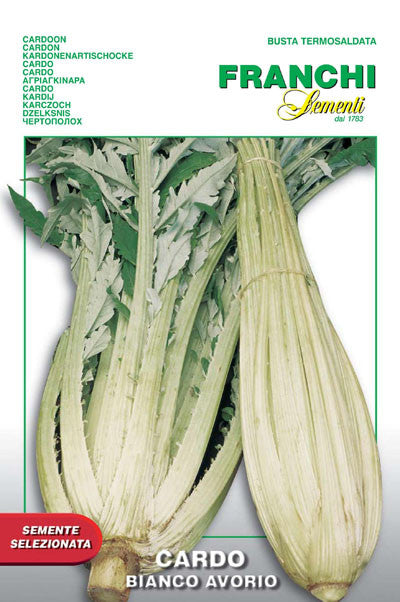 Cardoon - Bianco Avorio (22-1)