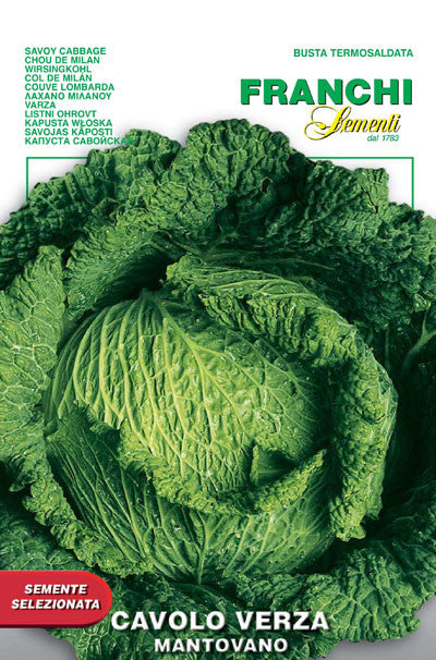 Cabbage - Mantovano (33-19)