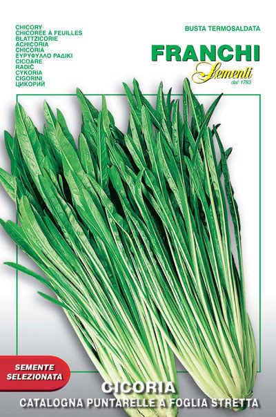 Chicory Catalogna Puntarelle a Foglie Stretta (40-21)