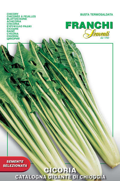 Chicory Catalogna Giant Chioggia (40-22)