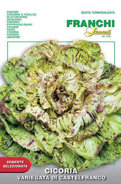 Radicchio di Castelfranco (40-5)