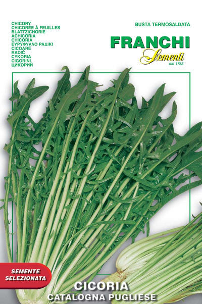 Chicory Catalogna Pugliese (40-9)