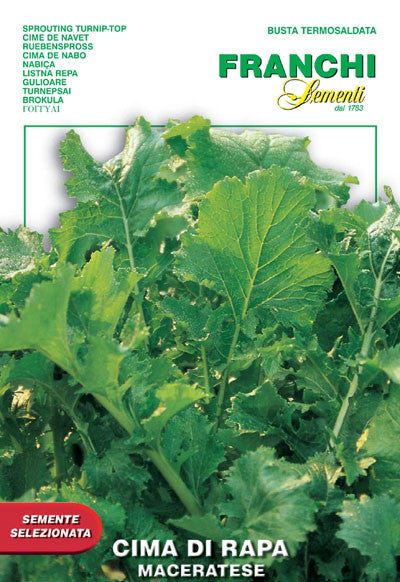 Cima di Rapa Maceratese (41-8)