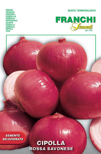 Onion Savona (42-26)