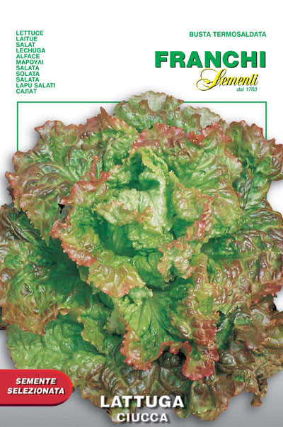 Lettuce Ciucca (78-29)