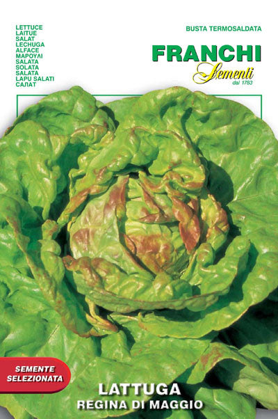 Lettuce Regina di Maggio (79-1)