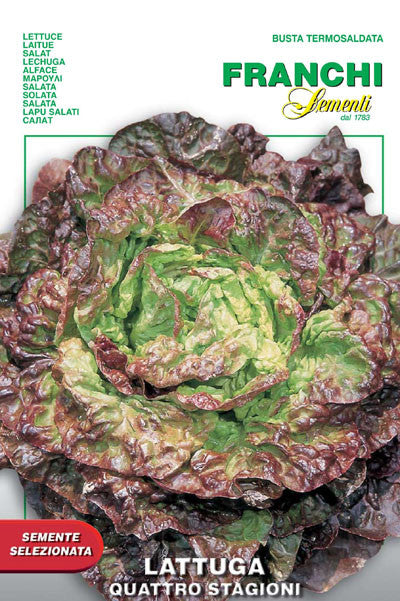 Lettuce Quattro Stagioni (79-5)