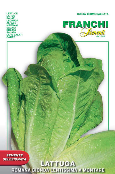 Lettuce Romaine Bionda Lentissima (84-13)