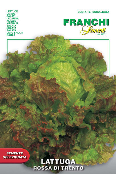 Lettuce Rossa di Trento (86-33)