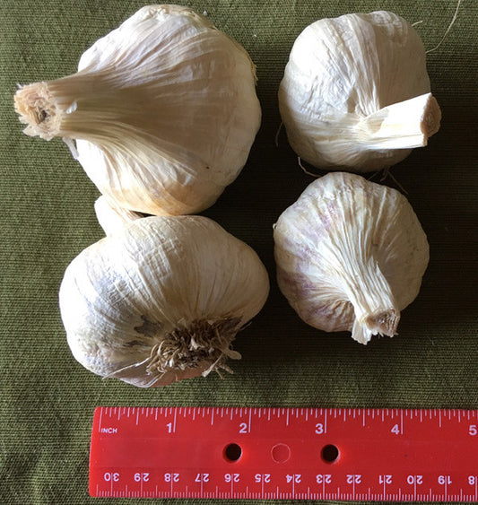 Garlic Early Red Italian - Softneck