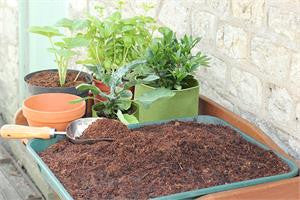 GrowLite 650g Premium Coir Pith