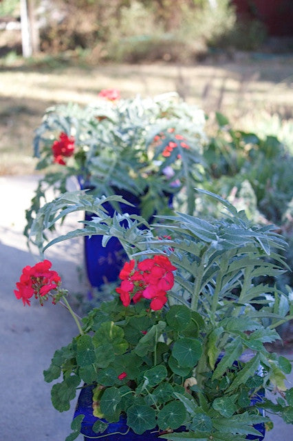 Zonal geraniums are bright pinks and reds; the color gets more intense in cool weather.