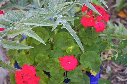 We like the combination of geraniums with the silvery leaves of cardoon.