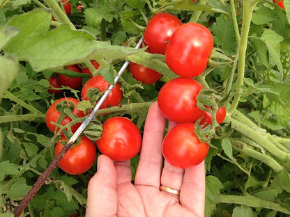 Franchi's Red Cherry is somewhat larger than many cherry tomato varieties, and the flavor is extraordinary!