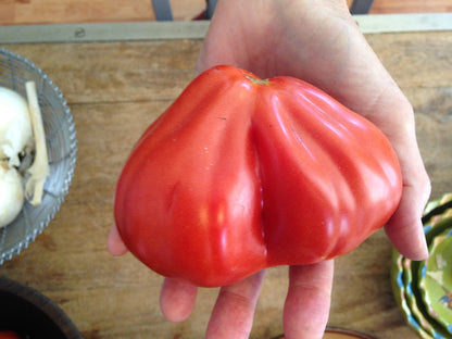 Red Pears can vary from about a half pound to more than a pound, and the large ones are just as meaty as the smaller ones.