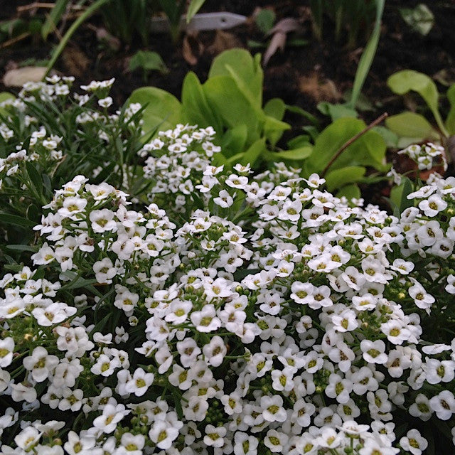 Sweet Alyssum can be planted among the vegetables in the garden. It attracts beneficial insects that protect veggies from pests.