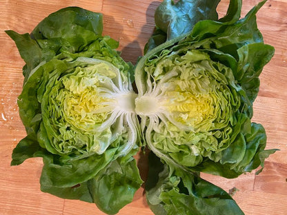 Lettuce Resistente Franchi (79-18)