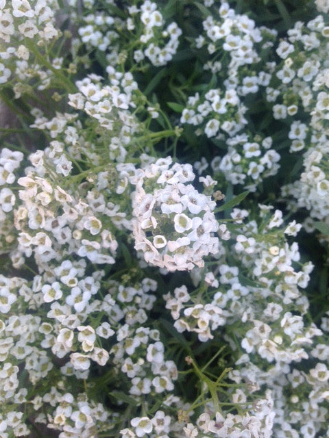 Every plant of Sweet Alyssum is smothered with tiny white flowers. You can smell the honey fragrance from afar! It is a wonderful plant to seed around your patio or other sitting area where you can enjoy its light fragrance.