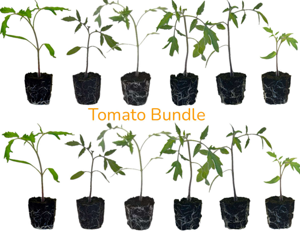 Seeds from Italy Tomato Seedlings Bundle - PREORDER for late March delivery