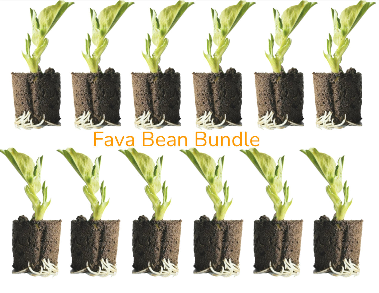 Fava Bean Seedling Bundle - PREORDER For Mid-March delivery