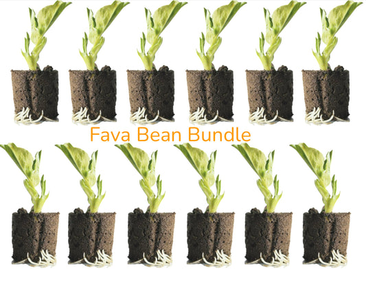 Fava Bean Seedling Bundle - PREORDER For Mid-March delivery