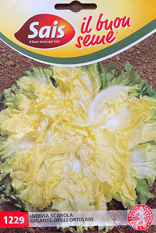 Endive/Escarole Gigante Degli Ortolani (121-1229)